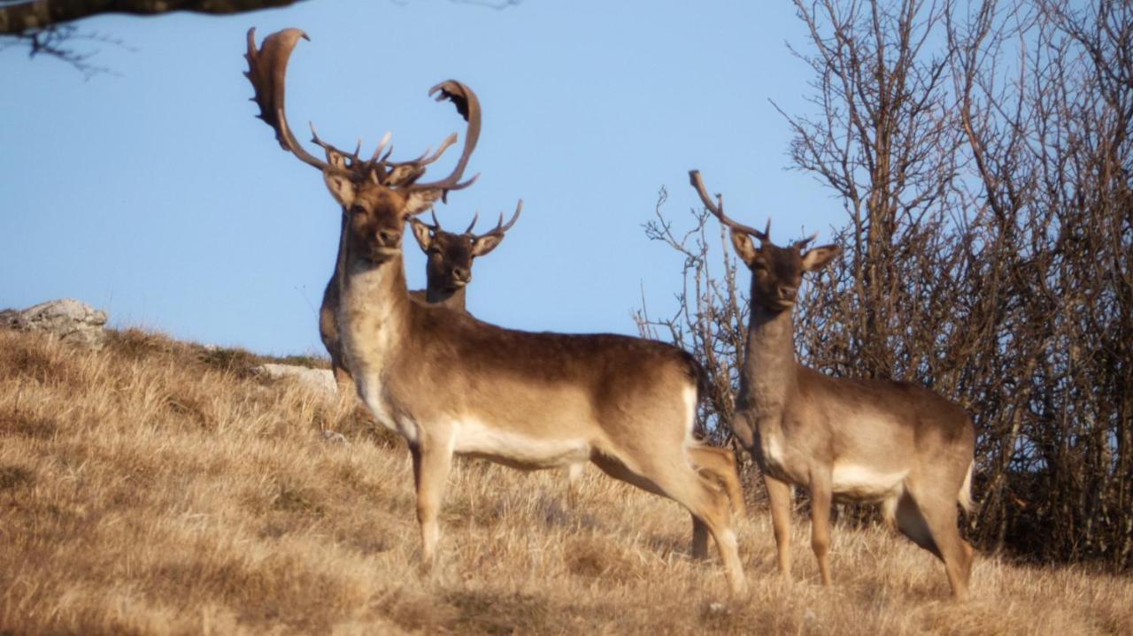 Kalimera Bardineto Luaran gambar
